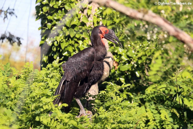 Rotgesicht-Hornrabe (Bucorvus leadbeateri)