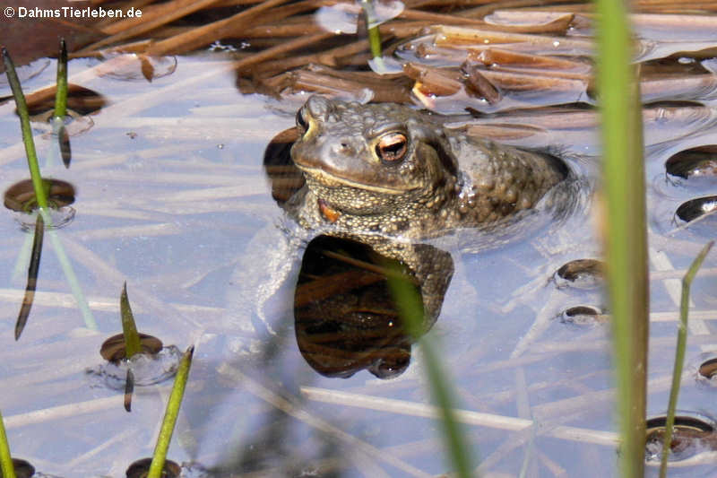 Erdkröte (Bufo bufo) 