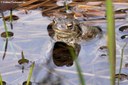 Bufo bufo