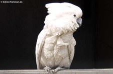 Weißhaubenkakadu (Cacatua alba) im Zoo Neuwied