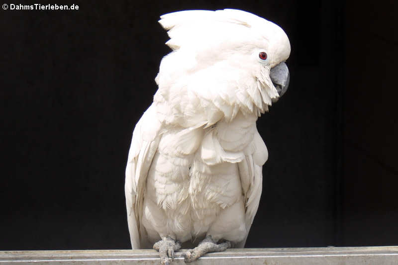 Cacatua alba