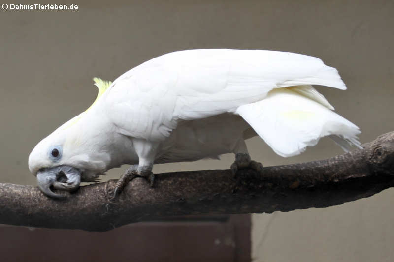 Cacatua galerita triton