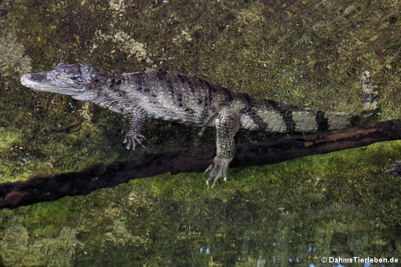 Krokodilkaiman (Caiman crocodilus)