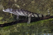 Krokodilkaiman (Caiman crocodilus) im Zoo Neuwied