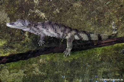 Krokodilkaiman (Caiman crocodilus)
