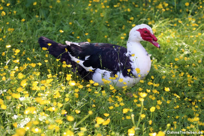 Warzenente (Cairina moschata forma domestica)