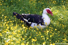 Warzenente (Cairina moschata f. domestica) im Zoo Neuwied