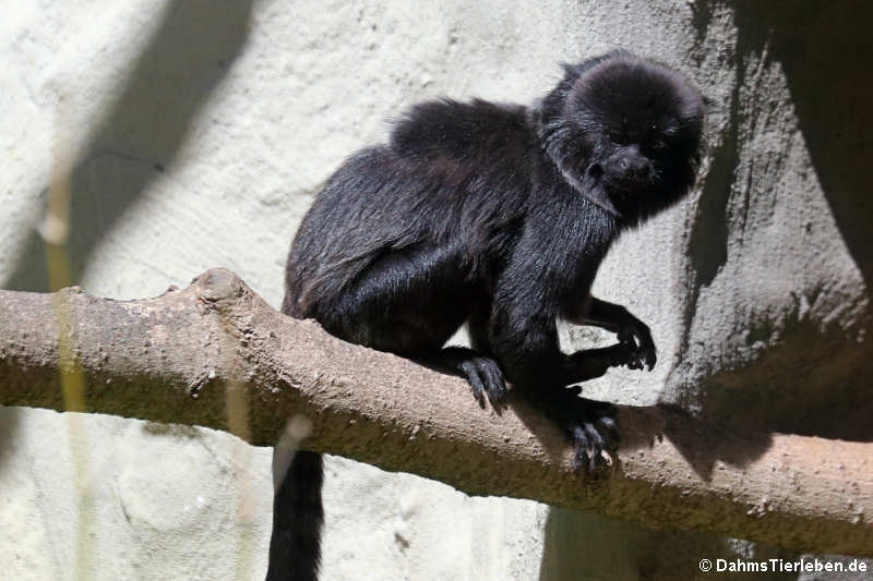 Springtamarin (Callimico goeldii)