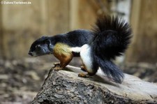 Sumatra-Prevosthörnchen (Callosciurus prevostii rafflesi) im Zoo Neuwied