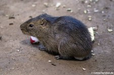 Sumpfmeerschweinchen (Cavia magma) im Zoo Neuwied