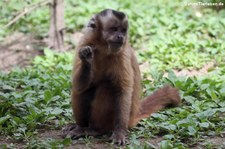 Haubenkapuziner (Cebus apella) im Zoo Neuwied