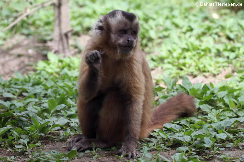 Haubenkapuziner (Cebus apella)