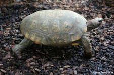 Waldschildkröte (Chelonoidis denticulatus) im Zoo Neuwied