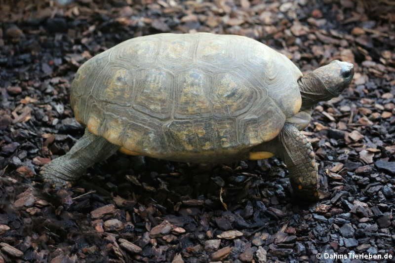 Waldschildkröte (Chelonoidis denticulatus)