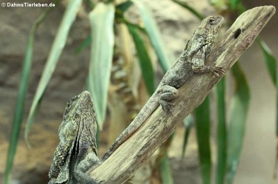 Kragenechsen (Chlamydosaurus kingii)