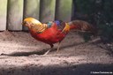 Chrysolophus pictus