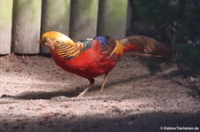 Männlicher Goldfasan (Chrysolophus pictus) im Zoo Neuwied