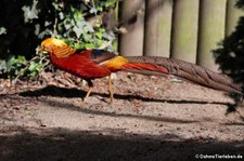 Goldfasan (Chrysolophus pictus) im Zoo Neuwied