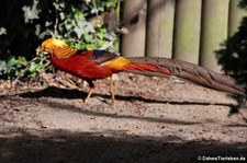 Männlicher Goldfasan (Chrysolophus pictus) im Zoo Neuwied