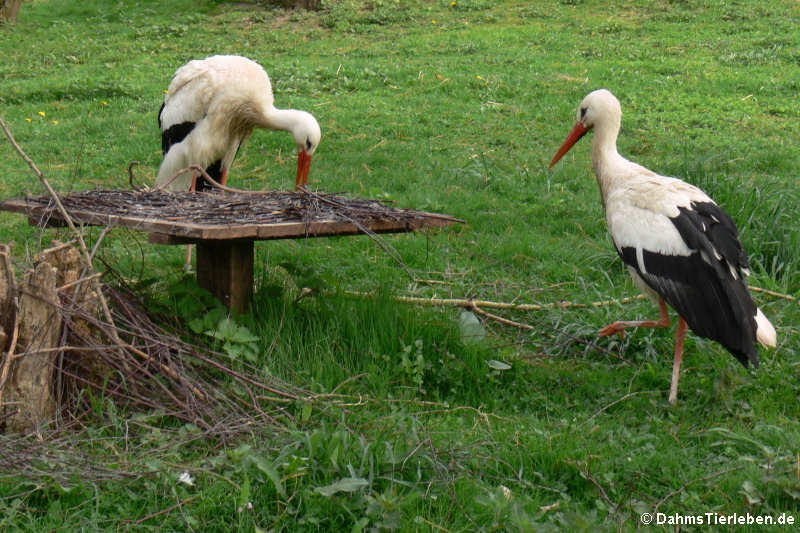 Weißstörche (Ciconia ciconia)