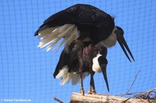 Asiatische Wollhalsstörche (Ciconia episcopus episcopus) im Zoo Neuwied