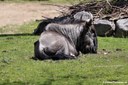 Connochaetes taurinus taurinus