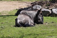 Südliches Streifengnu (Connochaetes taurinus taurinus) im Zoo Neuwied