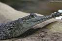 Crocodylus johnstoni