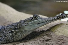 Australisches Süßwasserkrokodil (Crocodylus johnstoni) im Zoo Neuwied