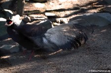 Brauner Ohrfasan (Crossoptilon mantchuricum) im Zoo Neuwied