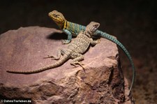 Halsbandleguane (Crotaphytus collaris) im Zoo Neuwied