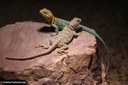 Crotaphytus collaris
