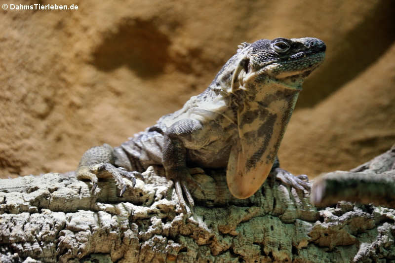 Guatemala-Schwarzleguan (Ctenosaura palearis)