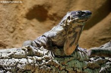 Guatemala-Schwarzleguan (Ctenosaura palearis) im Zoo Neuwied