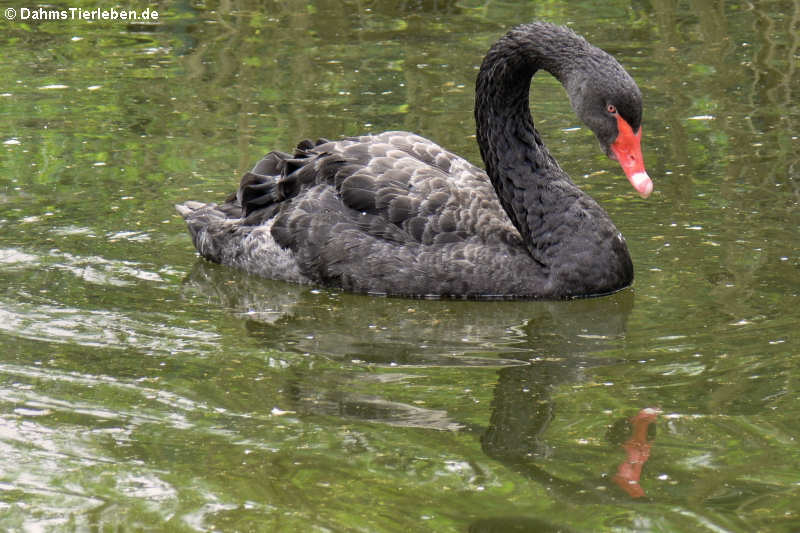 Trauerschwan (Cygnus atratus)