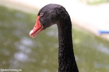 Trauerschwan (Cygnus atratus) im Zoo Neuwied