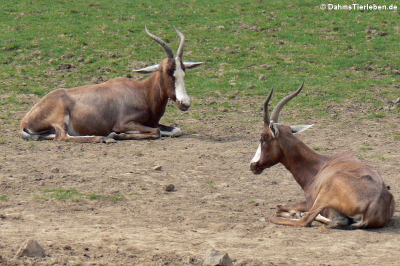 Blessböcke (Damaliscus pygargus phillipsi)