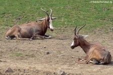 Blessböcke (Damaliscus pygargus phillipsi) im Zoo Neuwied