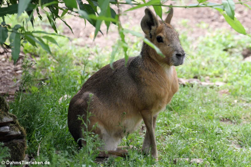 Großer Pampashase oder Große Mara (Dolichotis patagonum)