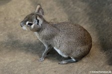 Kleiner Pampashase oder Zwergmara (Dolichotis salinicola) in Zoo Neuwied