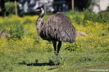 Emu (Dromaius novaehollandiae) im Zoo Neuwied