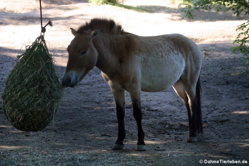 Przewalski-Pferd (Equus ferus przewalskii)