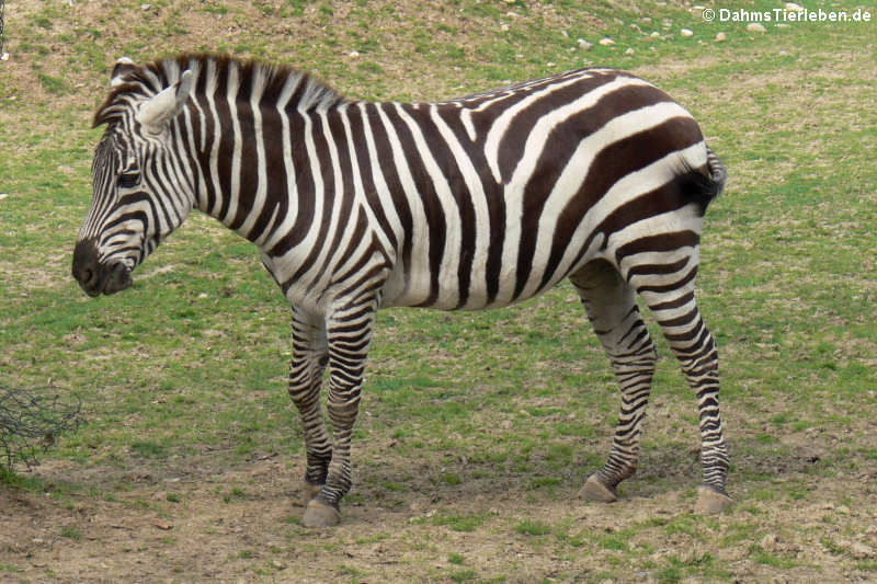 Grant-Zebra (Equus quagga boehmi)