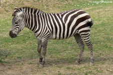 Böhm- oder Grant-Zebra (Equus quagga boehmi) im Zoo Neuwied