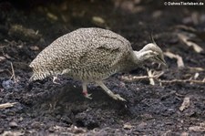 Perlsteißhuhn oder Schopftinamu (Eudromia elegans) im Zoo Neuwied