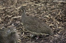 Perlsteißhuhn oder Schopftinamu (Eudromia elegans) im Zoo Neuwied