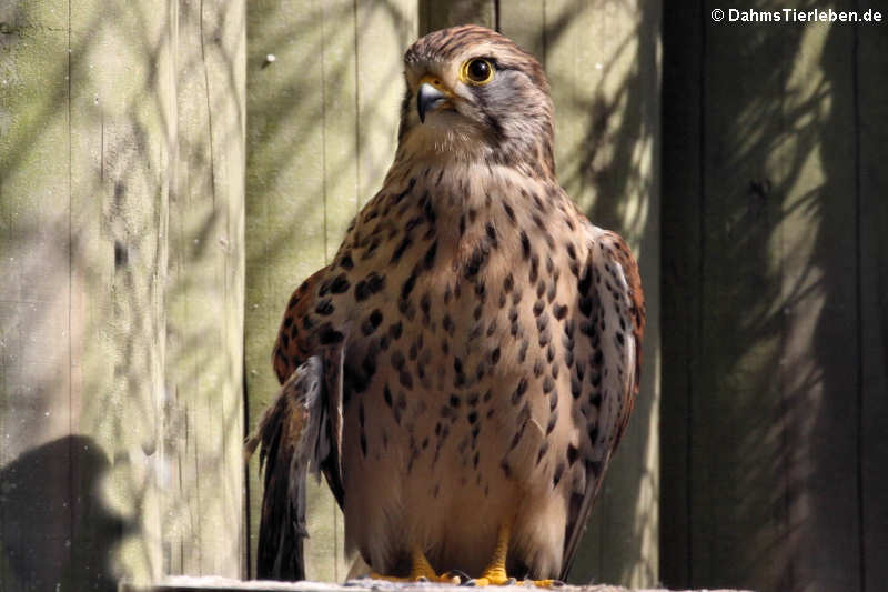 Turmfalke (Falco tinnunculus)