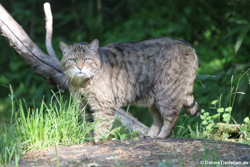 Europäische Wildkatze (Felis silvestris silvestris)