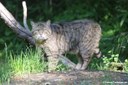 Felis silvestris silvestris