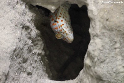 Tokeh (Gekko gecko)